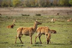 herd of deer in Salburua wetlands