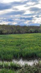 photograph of Humedal de Salburua in spring