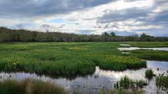 Purple irises in a wetland area in Spain's Salburua Special Area of Conservation