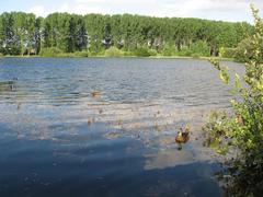 Wetlands pond with ducks in Salburua nature preserve