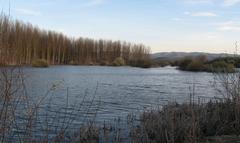 A view of wetlands with water pools and reed plants in Salburua, Spain