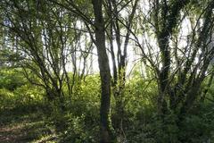 sunset illuminating the forest surrounding Salburua wetland in Vitoria-Gasteiz, Basque Country