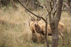 Two deers in Salburua wetlands