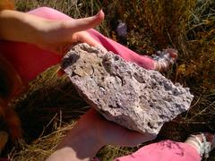 close-up of a fossil embedded in rock