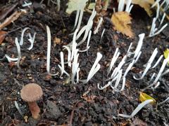 Pointed Club Fungus Clavaria Acuta in Gunnersbury Triangle