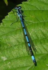 Azure damselfly resting in nature reserve