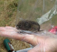 Bank Vole at London Wildlife Trust's Gunnersbury Triangle