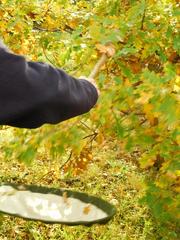 Beating oak leaves to collect arthropods