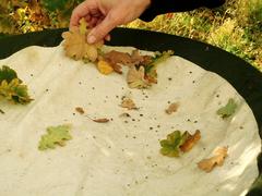 Entomologists examining their catch after beating oak leaves for arthropods