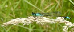 Bluetail damselfly on a Yorkshire fog