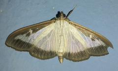 Box tree moth