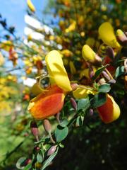 Broom plant naturalised in Gunnersbury Triangle