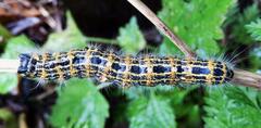 Buff-tip moth caterpillar Phalera bucephala top view