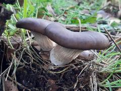 Oyster mushrooms rooted by dead wood in Gunnersbury Triangle nature reserve