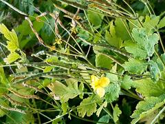 Greater Celandine flower at Gunnersbury Triangle