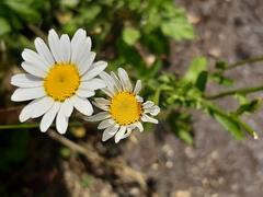 Oxeye Daisy in Gunnersbury Triangle