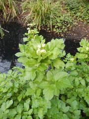 Smyrnium olusatrum plants near a seasonal pond in Gunnersbury Triangle