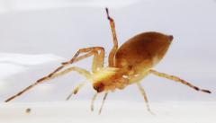 Anyphaena numida spider in Gunnersbury Triangle