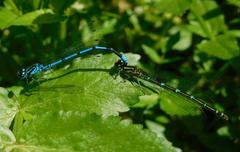 Pair of Azure Damselflies in cop on a pond