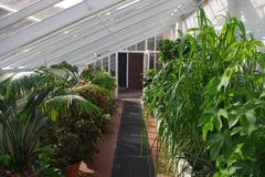 Inside the glasshouse at Winterbourne