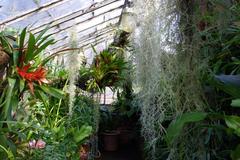 Plants in the Orchid House, Winterbourne Botanic Garden