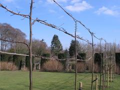 Pleaching of new lime walk at Winterbourne Garden