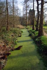 Pond at Winterbourne