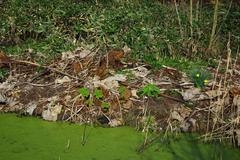 Emerging Gunnera manicata plants at Winterbourne