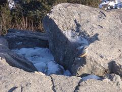 bird on Kyeryongsan mountain