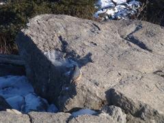 bird on Kyeryongsan mountain