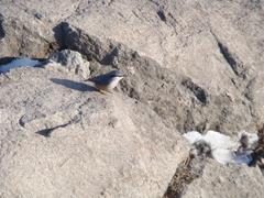 a bird on Kyeryongsan mountain