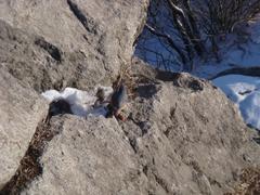 bird on Kyeryongsan mountains