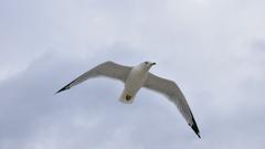 Ring-Billed Gull in Toronto