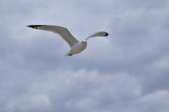 Ring-Billed Gull in Toronto