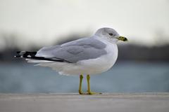 Ring-Billed Gull at Toronto waterfront