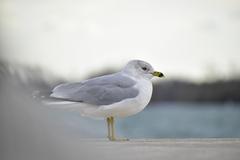 Ring-Billed Gull in Toronto