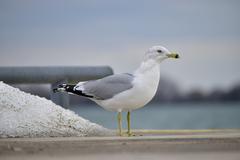 Ring-Billed Gull at Toronto waterfront