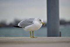 Ring-Billed Gull in Toronto