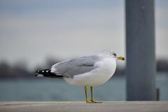 Ring-Billed Gull at Toronto