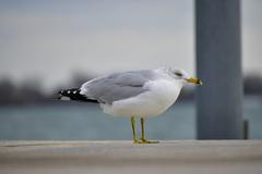 Ring-Billed Gull at Toronto