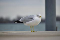 Ring-Billed Gull in Toronto