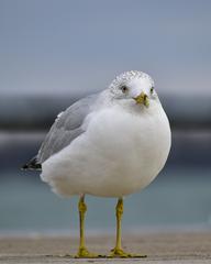 Ring-Billed Gull at Toronto