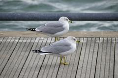 Ring-Billed Gull at Toronto