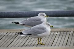 Ring-Billed Gull at Toronto