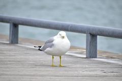 Ring-Billed Gull at Toronto