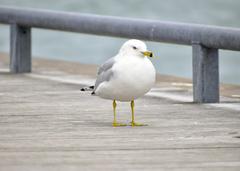 Ring-Billed Gull at Toronto