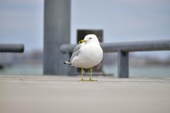 Ring-Billed Gull in Toronto