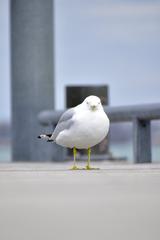 Ring-Billed Gull at Toronto