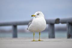 Ring-Billed Gull at Toronto