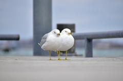 Ring-Billed Gull at Toronto